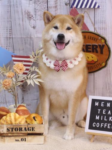 20240920こまくん